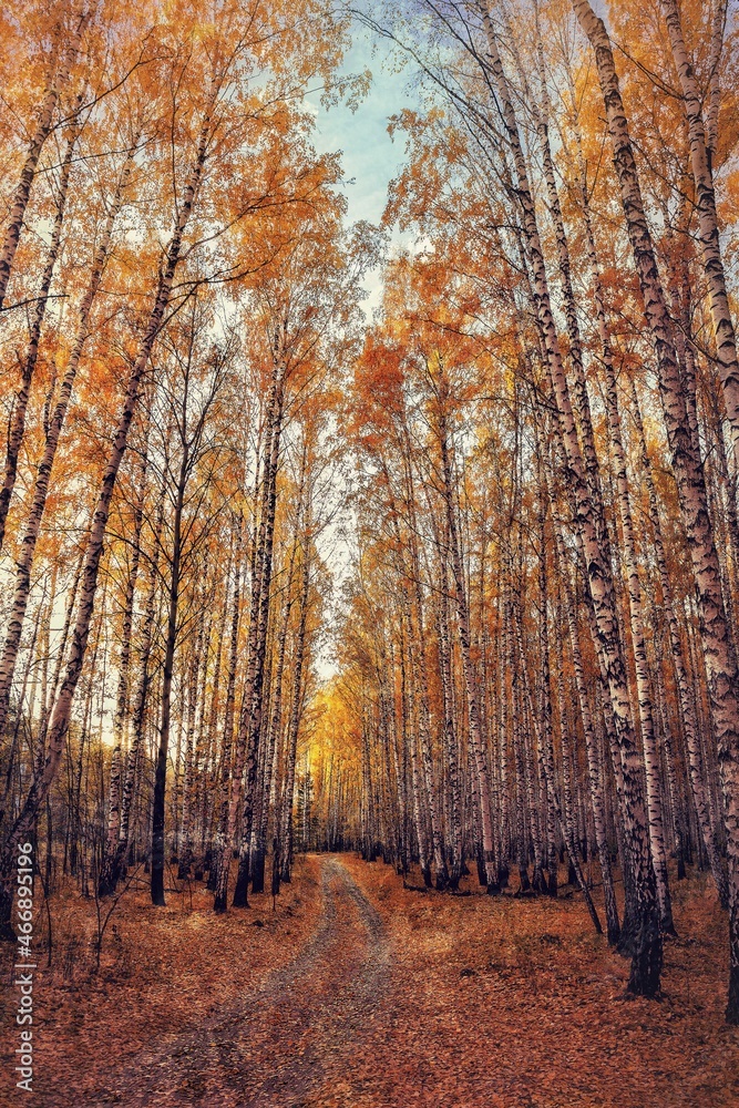 autumn in the forest autumn in the forest