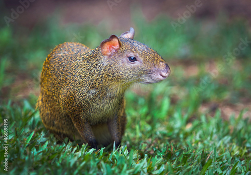 Agouti is a genus of mammals of the rodent order	
