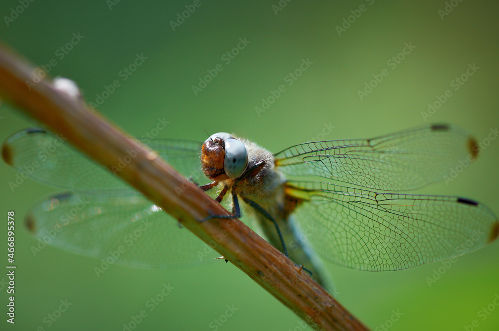 Dragonfly Close up perched on a tree branch. Small insect on plant with translucent wings in summer environment over blur green background. Dragonfly Close up perched on a tree branch. Small insect on plant with translucent wings in summer environment over blur green background.