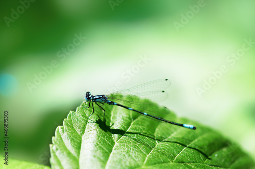 Dragonfly Close up sits on the leaf tree. Small insect on plant with translucent wings in summer environment over blur green background.