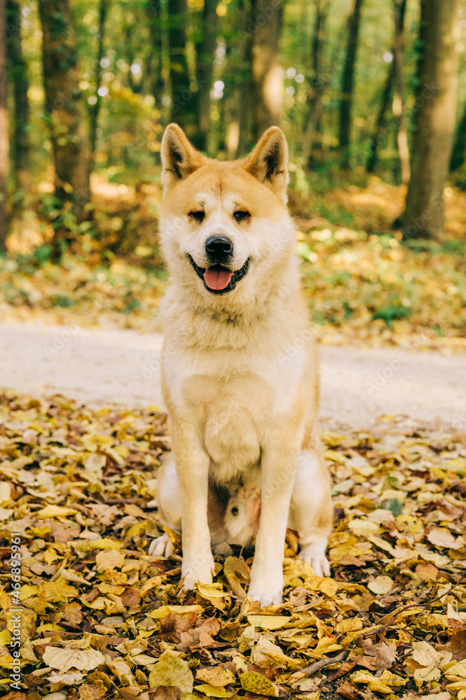 Obraz premium Akita Inu portrait in the forest during the Autumn. Akita, Shiba inu dog breed. 1 year old puppy.