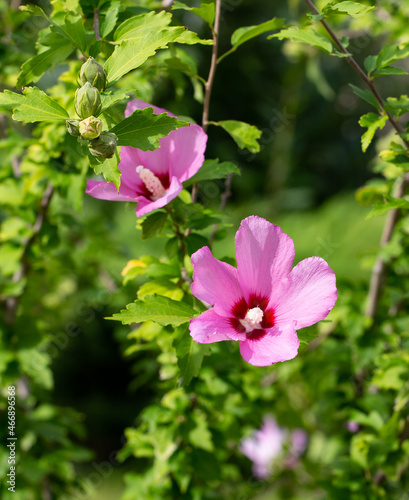 Beautiful multicolored flowers in the old park in summer