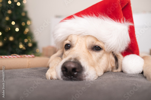 A dog in a santa claus hat lies near a christmas tree with gifts for christmas. Christmas card with a pet. The Golden Retriever sleeps in a cozy, festive atmosphere.