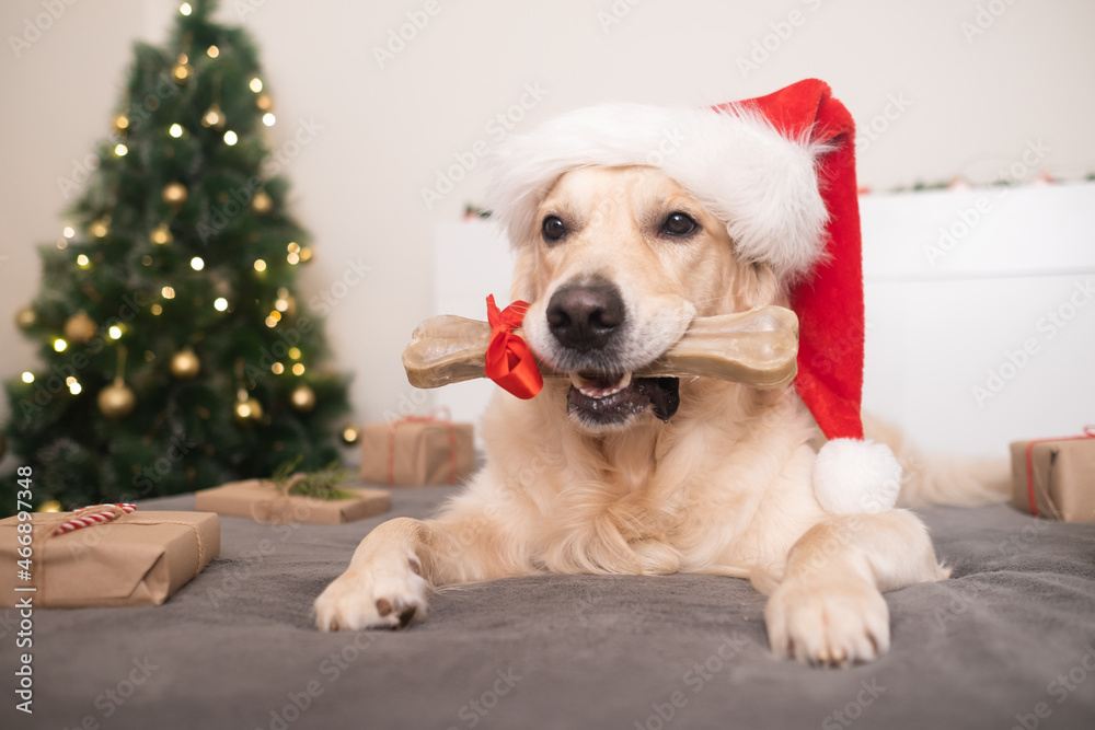 A dog wearing a santa claus hat holds his gift bone near the christmas tree with presents for christmas. Christmas card with a pet. The Golden Retriever sits in a cozy, festive atmosphere. A dog wearing a santa claus hat holds his gift bone near the christmas tree with presents for christmas. Christmas card with a pet. The Golden Retriever sits in a cozy, festive atmosphere.
