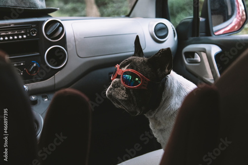 French bulldog in a truck wearing a pair of pilot goggles ready to go. Travel concept with pets