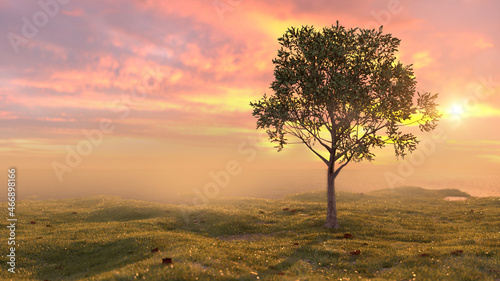 Vergänglichkeit – Baum auf Wiese vor Sonnenuntergang