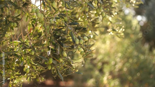 Close-up view 4k stock video footage of green branches of oil trees growing in grove outdoor in warm magic soft sunset sunlight 