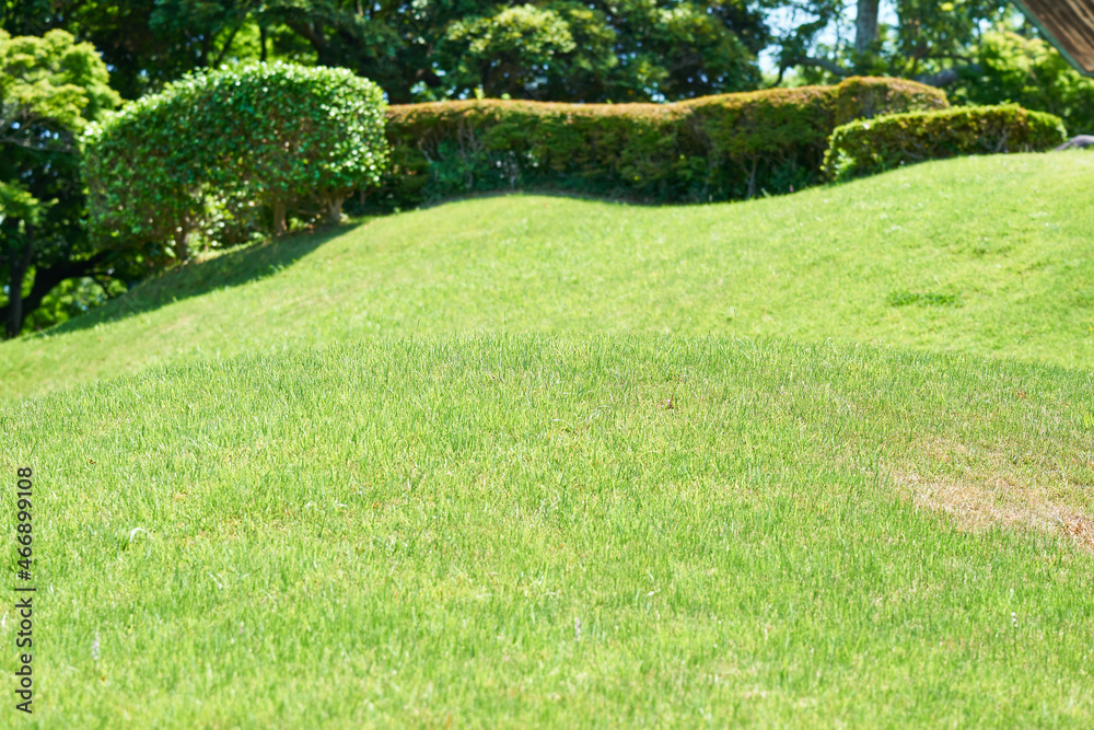 Obraz premium 神奈川県 大磯城山公園の芝 