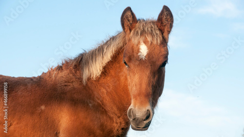 Retrato de pequeño caballo marrón con crin blanca