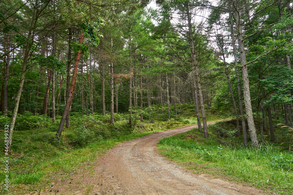 Fototapeta premium 長野県伊那市 町道高嶺線 