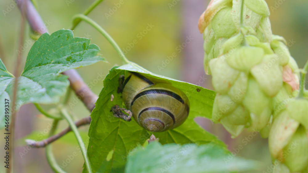 A grove snail on a hop leaf