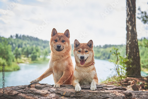  two dogs of the Shiba Inu breed stands against the background of a beautiful landscape near a lake with blue water