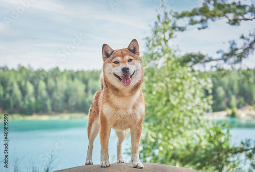 A dog of the Shiba Inu breed stands against the background of a beautiful landscape near a lake with blue water