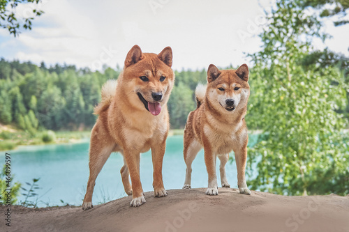 two dogs of the Shiba Inu breed stands against the background of a beautiful landscape near a lake with blue water