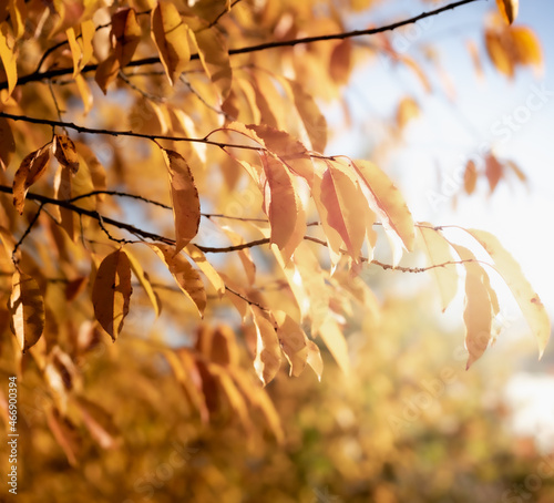 Fototapeta Naklejka Na Ścianę i Meble -  Jesienne liście na drzewie  w złotym i brązowym kolorze rozświetlone porannym słońcem
