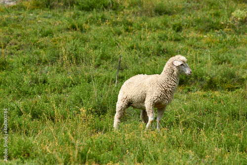 sheep in the Elbrus region