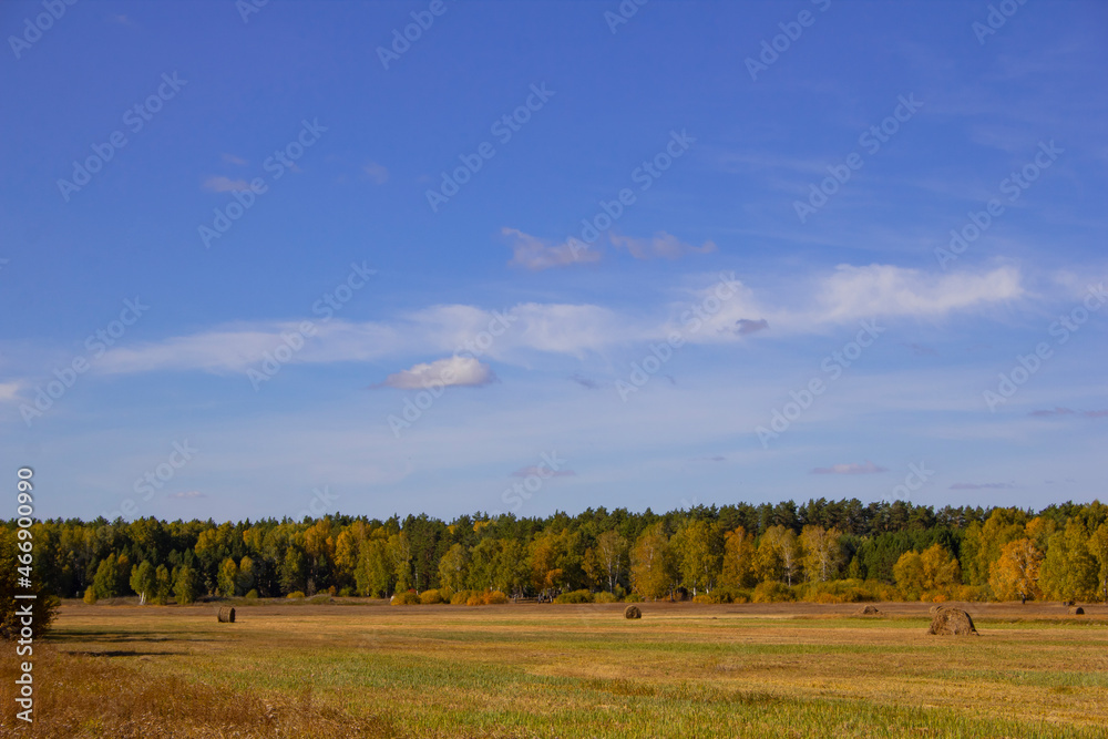 Fototapeta premium Autumn overgrown field. Autumn landscape in the Urals. Shadrinsk city district. Kurgan region, Russia