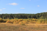Autumn overgrown field. Autumn landscape in the Urals. Shadrinsk city district. Kurgan region, Russia