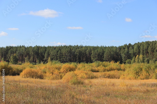 Autumn overgrown field. Autumn landscape in the Urals. Shadrinsk city district. Kurgan region, Russia