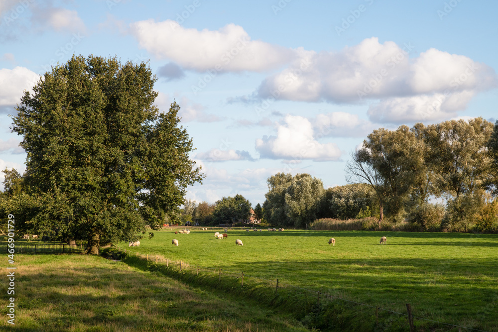 Sheep graze in the meadow.