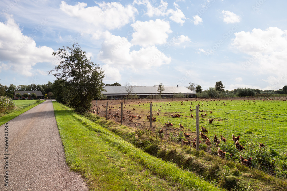 Obraz premium Free-range chickens outside on the field.