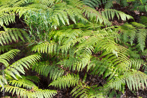 Green fern leaves in the middle of the forest