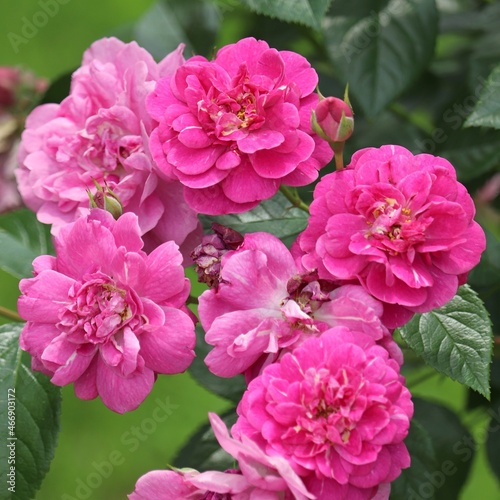 pink flowers
