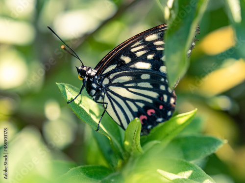 Close-up shot of a beautiful Hestina assimilis or Red Ring Skirt butterfly  on a leaf in the park photo