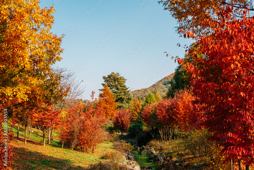 Autumn of Pureun arboretum near Hangdong Railroad in Seoul, Korea Autumn of Pureun arboretum near Hangdong Railroad in Seoul, Korea