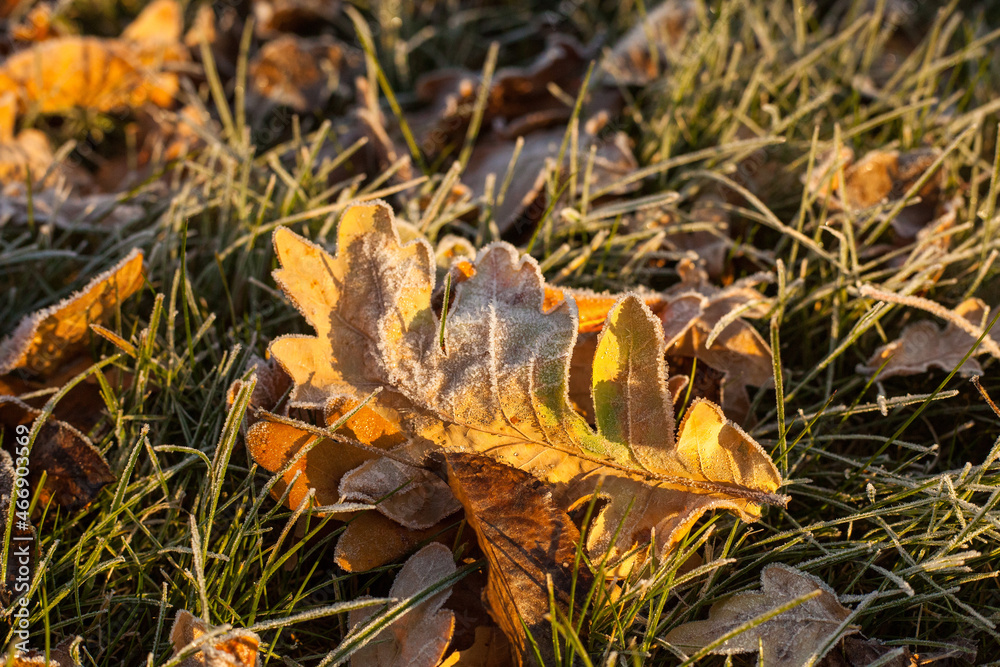 Photo of leaves fallen from a tree in dark green grass in dew. Nature concept Photo of leaves fallen from a tree in dark green grass in dew. Nature concept