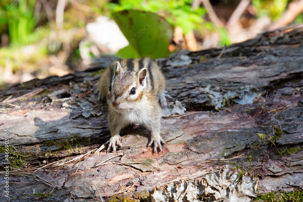Chipmunk sits on a log. Summer. Russia, Buryatia