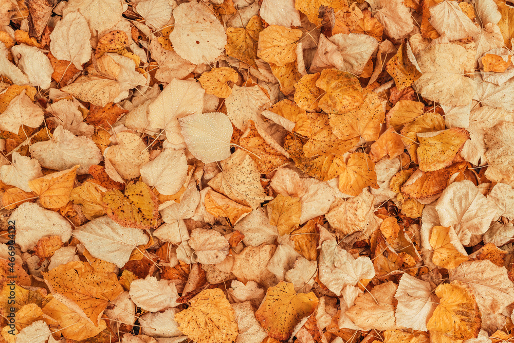 Top view of dry autumn leaves on the ground as fall season background Top view of dry autumn leaves on the ground as fall season background