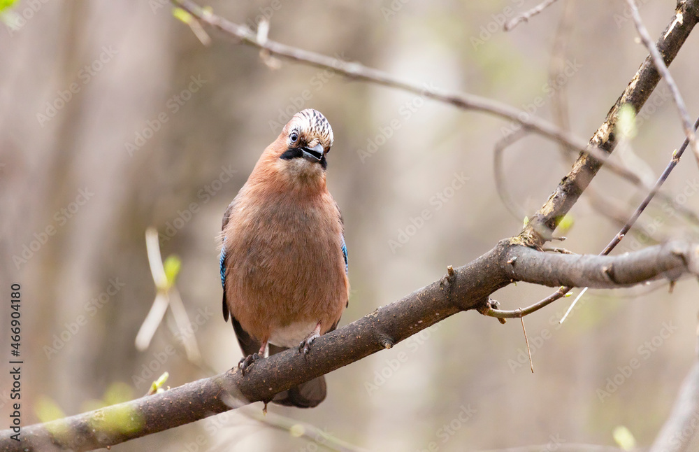 Fototapeta premium A jay sits on a tree branch. Close-up