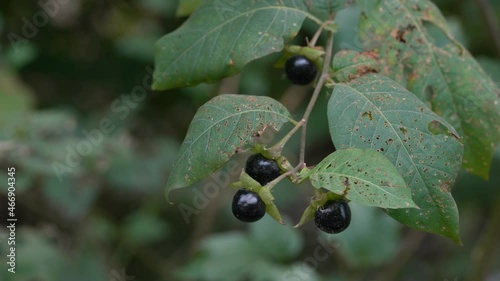 Deadly Nightshade, poisonous plant (Atropa belladonna) - (4K)