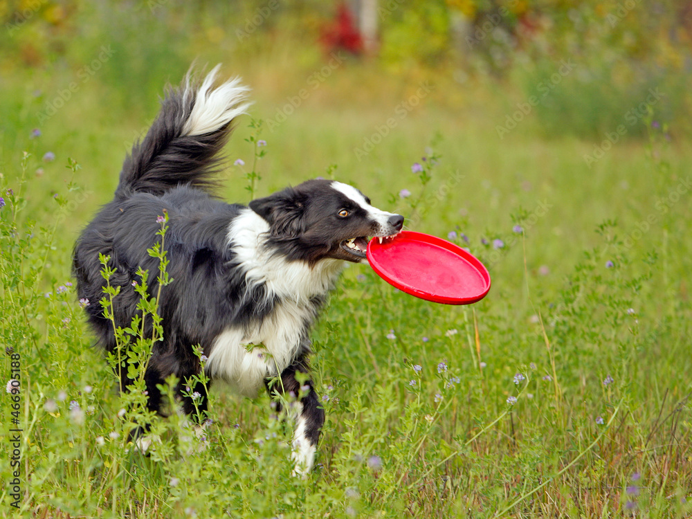 playful border collie dog with toy running in summer green grass meadow. playful border collie dog with toy running in summer green grass meadow.