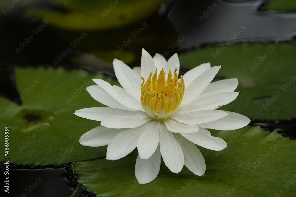 Nymphaea lotus, the white Egyptian lotus, tiger lotus, white lotus or Egyptian white water-lily, is a flowering plant of the family Nymphaeaceae. Nymphaea lotus, the white Egyptian lotus, tiger lotus, white lotus or Egyptian white water-lily, is a flowering plant of the family Nymphaeaceae.