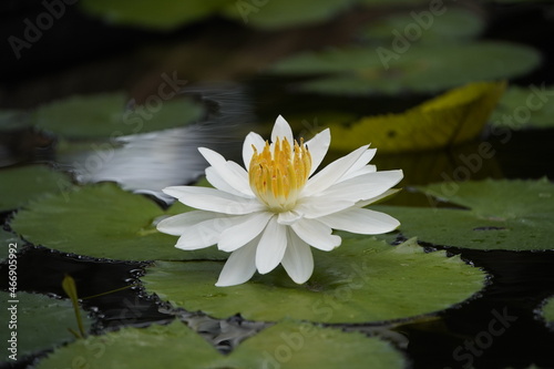 Nymphaea lotus  the white Egyptian lotus  tiger lotus  white lotus or Egyptian white water-lily  is a flowering plant of the family Nymphaeaceae.