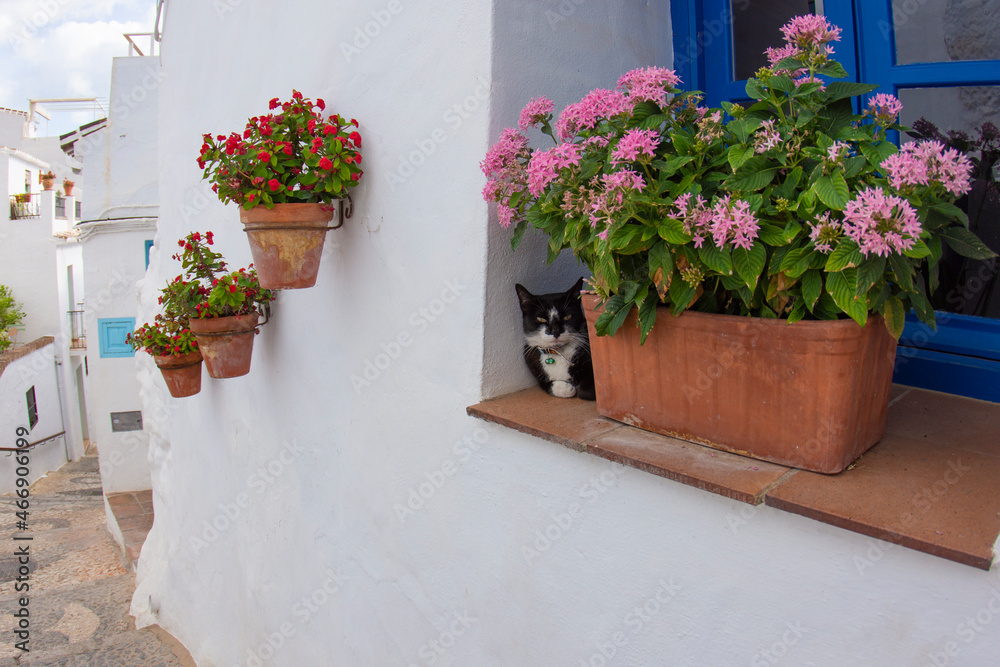 Cat resting on a window in Frigiliana, Malaga, Andalusia, Spain