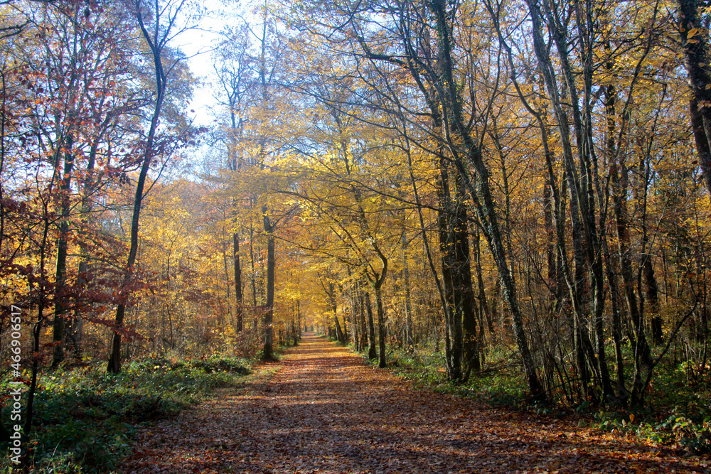 dans le sous bois