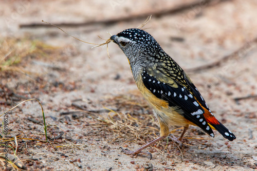 Male Spotted Pardalote (Pardalotus punctatus) photo