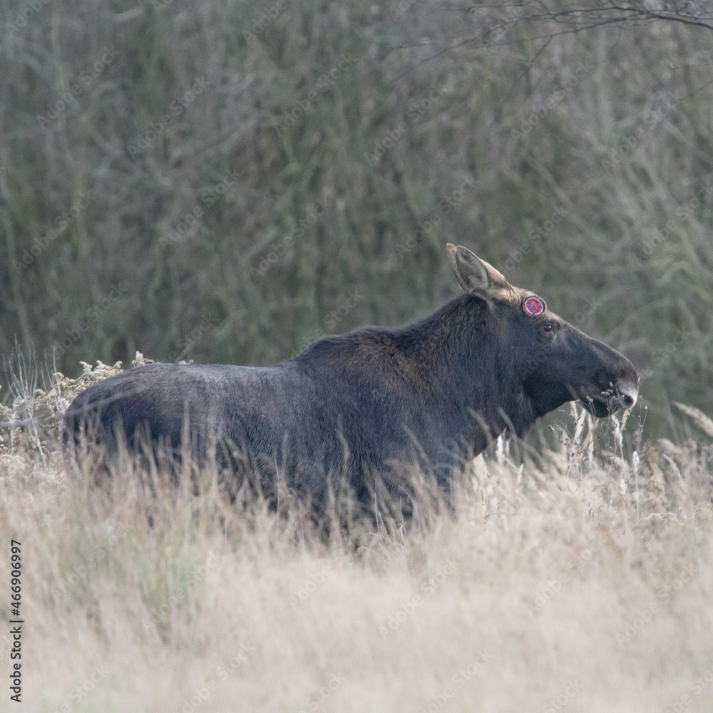 Fototapeta premium Dzika przyroda w Polsce