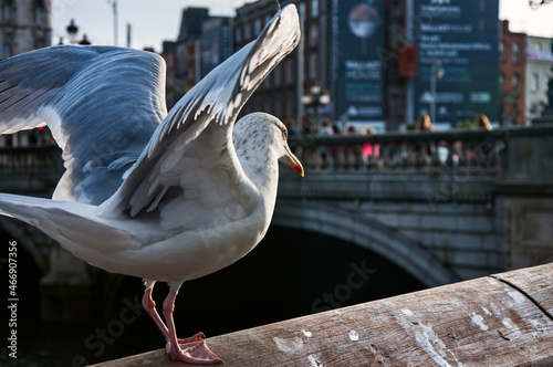 Seagulls in Dublin