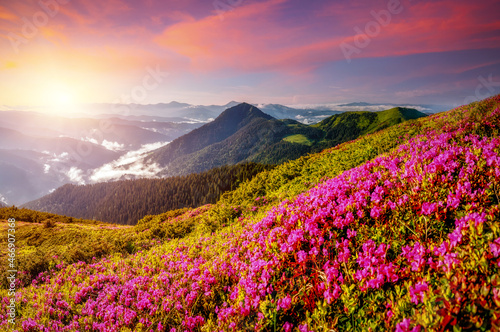 Captivating summer scene with pink rhododendron flowers on a sunny day.