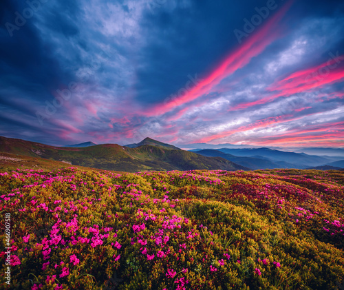 Picturesque summer sunset with rhododendron flowers. Carpathian mountains, Ukraine.