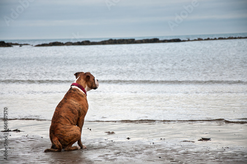 Dog and sea © yuplex