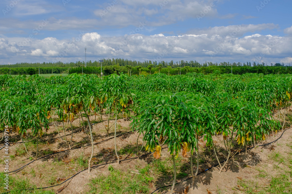 Image of Cassava plantation in the field.Young shoots of green cassava.Tapioca fields on natural background. Grow cassava. Season of planting cassava in Thailand