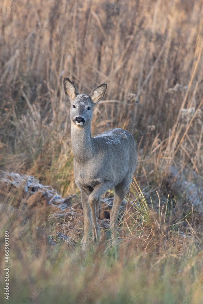 Fototapeta premium Dzika przyroda w Polsce