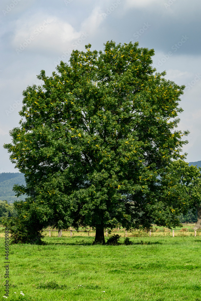 Beautiful solitary ash tree (Fraxinus excelsior) with green foliage under a cloudy blue sky on a floodplain meadow near the Emmer river, Lügde, Teutoburg Forest, Germany Beautiful solitary ash tree (Fraxinus excelsior) with green foliage under a cloudy blue sky on a floodplain meadow near the Emmer river, Lügde, Teutoburg Forest, Germany