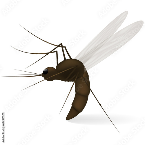 Realistic tropical fever zika virus transmitter mosquito. Vector image of a mosquito isolated on white background.