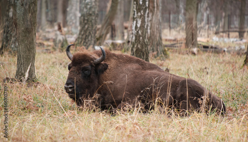 Wild bison in forest. Bison  Bison bonasus 